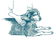 TTouch Dog Workshop